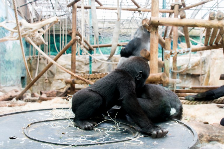 Une Journ e Au ZooParc De Beauval Anything Is Possible